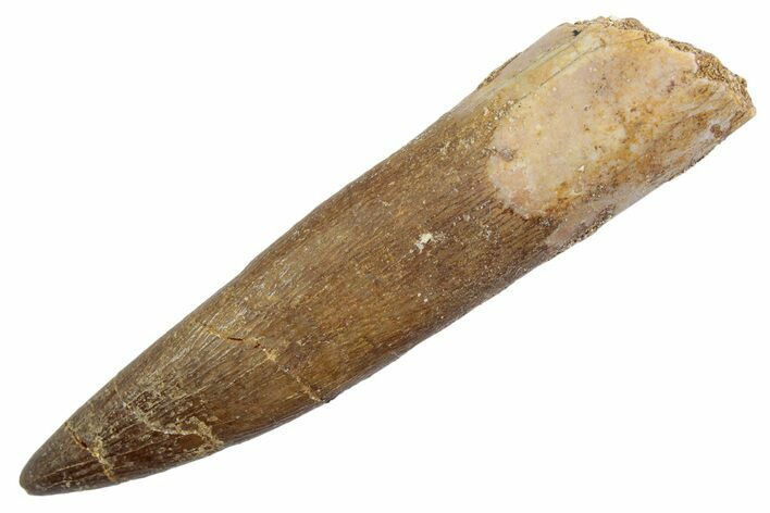 Fossil Plesiosaur (Zarafasaura) Tooth - Morocco #370491